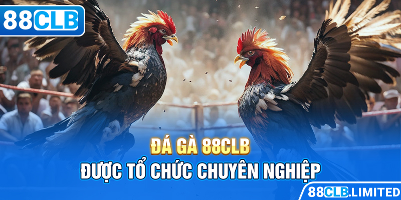 Đá gà 88CLB được tổ chức chuyên nghiệp