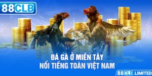 Đá gà ở miền Tây nổi tiếng toàn Việt Nam