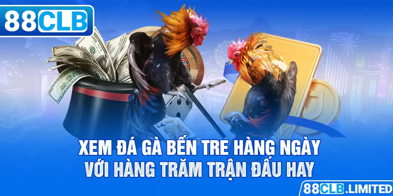 Xem đá gà Bến Tre hàng ngày với hàng trăm trận đấu hay