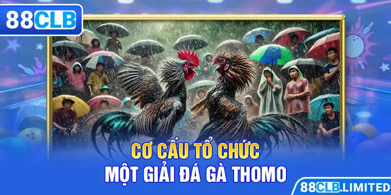 Cơ cấu tổ chức một giải đá gà Thomo